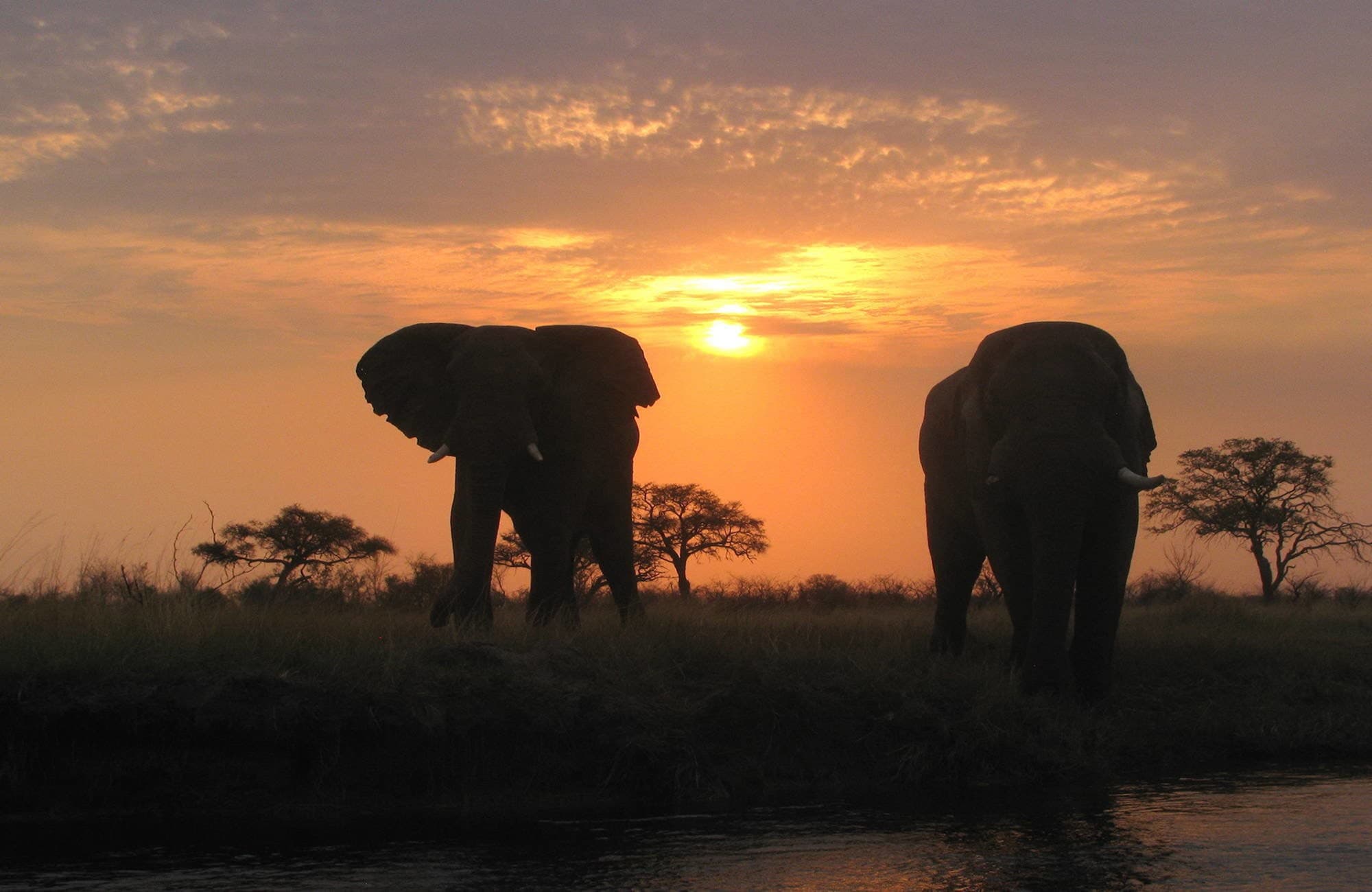 namibia-elephants