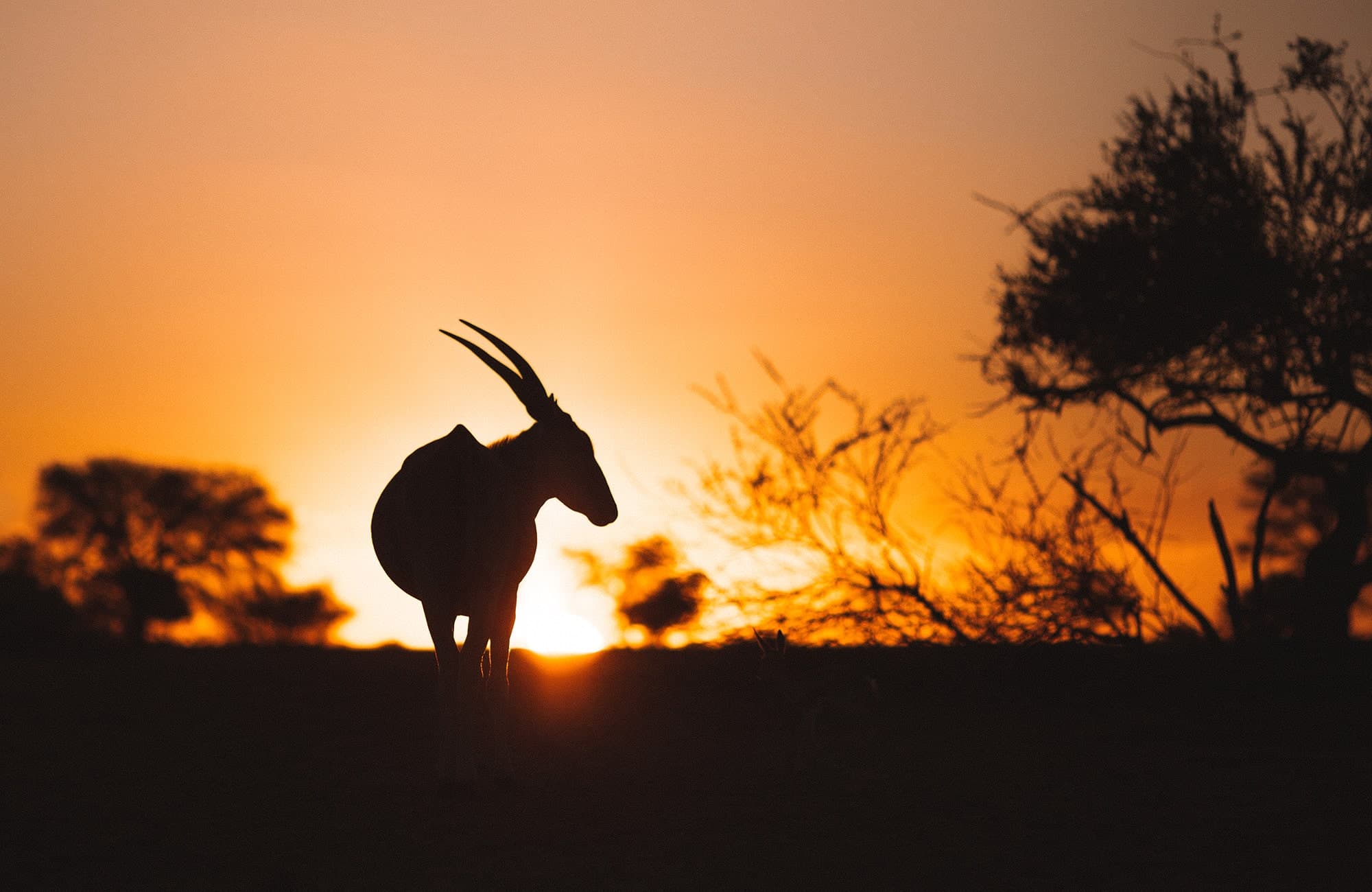 namibia-oryx