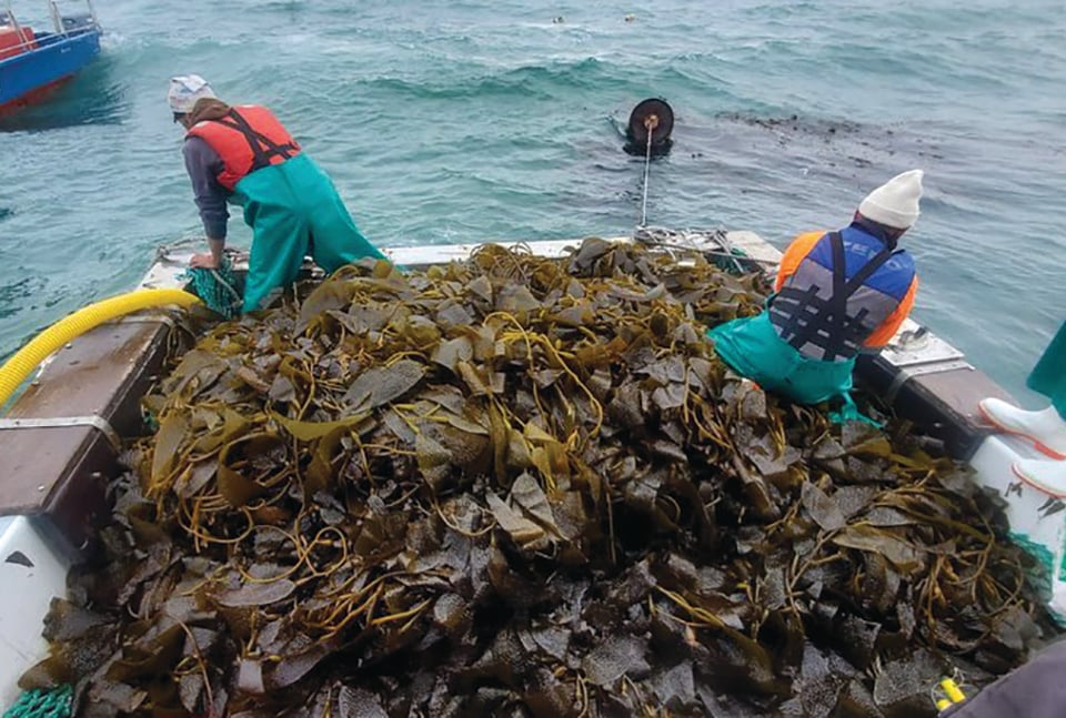 fishing boat, Namibia, harvesting kelp