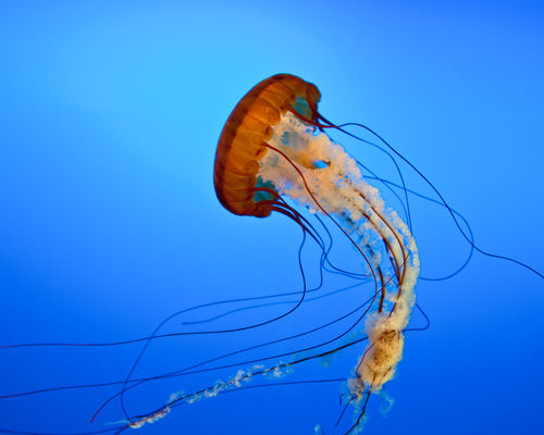 Jellyfish