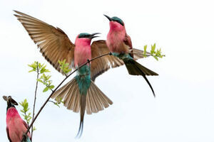 Colourful Carmine Bee-eaters at Zambezi Mubala Lodge and Camp
