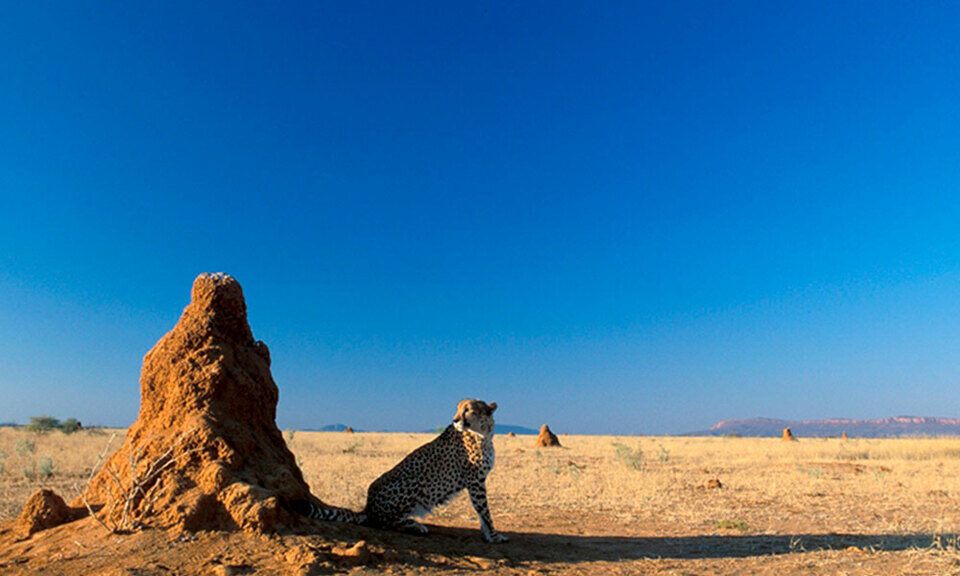 GONDW_Termite_Mound_Cheetah_Pic_by_Lorenz_Fischer_CCF_max960x960