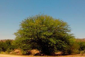 Invasive Prosopis trees a threat for nature and agriculture