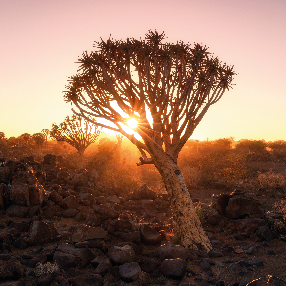 namibia-tree